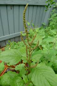 Image result for Amaranthus viridis
