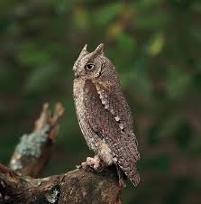 Trouvez les meilleurs prix sur des centaines de sites et réservez votre hôtel sur tripadvisor grâce à 78 avis sur monte leon hôtels. Scops Owl Otus Scops Linnaeus 1758