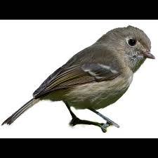 Image result for Wahlenbergia huttonii