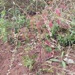 Image result for Celosia trigyna