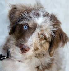 Dogs & puppies in australia. 14 Australian Shepherd Mixes Working Dogs With Hearts Of Gold