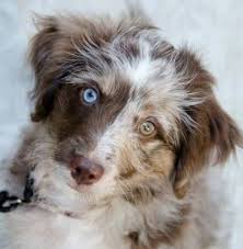 They are smart, reliable, energetic, and playful, which makes them the ideal dog breed for families. 14 Australian Shepherd Mixes Working Dogs With Hearts Of Gold