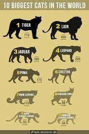The Biggest Cats In The World Types Of Wild Cats Wild Cats Big Cats Drawing