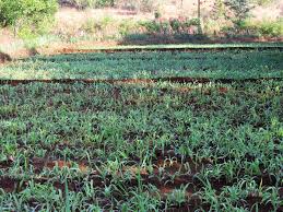 Shop discounted lusan mandongus wedding dresses wedding dresses. Maize Lusan Grass River Side Farm