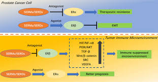 Image result for Selective Estrogen Receptor Modulator