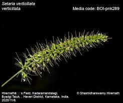 Image result for Setaria verticillata