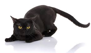 Brilliantly Interesting Personality Traits Of Bombay Cats Bombay Cat Cat Breeds Purebred Cats
