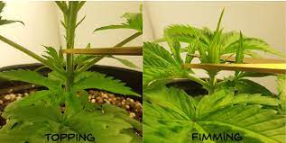 Fimming can be applied anytime in the vegetative phase. How To Fim Cannabis Plants Steemit