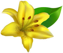 Mobile phones, snapchat logo free icon, snapchat logo png clipart 928x984 px petal , beautiful pink spring branch with falling petals , pink cherry blossoms illustrationb png clipart Yellow Lilium Transparent Png Clip Art Image Flower Png Images Flower Clipart Blue Flower Png