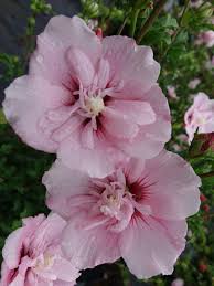 Image result for Hibiscus syriacus ´Pink Chiffon