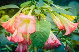 The flowers that bloom at night usually come in shades of white, pink, green, or red and have a strong fragrance that attracts night pollinators to your yard. 13 Flowers That Bloom At Night Install It Direct