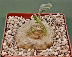Image result for Dorstenia benguellensis