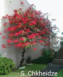 Here are our five top tips. Poinsettia Trees Grow In Australia They Are So Beautiful Poinsettia Tree Growing Tree Container Gardening