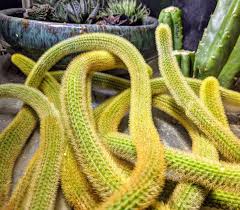 Do you have any suggestions on how i can help it it has bloomed the last few years and the flowers are quite striking. Golden Rat Tail Cactus Cactus