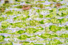Check spelling or type a new query. 384 Plant Cell Chloroplast Under Microscope Photos Free Royalty Free Stock Photos From Dreamstime