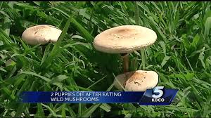 Dogs can sometimes become ill by just licking a poisonous mushroom. Dog Owners Beware Okla Poison Control Warns Of Wild Mushrooms