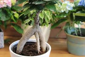 Ficus Ginseng Pflege Anleitung Fur Den Bonsai Gartenlexikon De Ficus Bonsai Pflanzen
