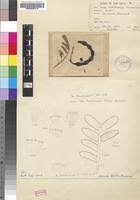 Image result for Acacia borleae