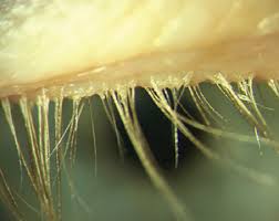 Image result for Blepharis gazensis