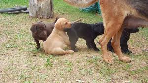 labrador mix welpen welche mixe gibt es uberhaupt
