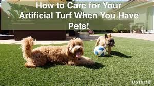 So you may ask yourself, how to clean artificial grass dog urine? your artificial grass doesn't have to be obsessively clean or rinsed out every time your pets go to the bathroom, but the sooner after your pet relieves himself, the less likely you will need to follow it up with artificial grass cleaner and. How To Care For Your Artificial Turf When You Have Pets Youtube