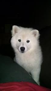 Black American Eskimo Dog Price Litter Of 3 American Eskimo Dog Puppies For Sale In Cannon Falls Mn Adn 27979 On Puppyfinder Com Gender American Eskimo Dog Puppies For Sale American Eskimo