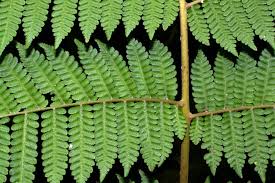 Image result for Cyatheaceae