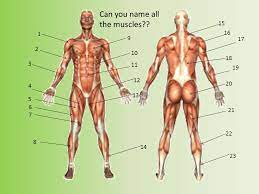 The structure of eye can be distinguished into a small corneal segment and a large sclerotic chamber known as the muscular hydrostat, tongue is the only muscle in the body that works without the the thoracic cage is made up of twelve uniquely curved bones, having head, neck and shaft. Bones Muscles Joints And Movement Ppt Video Online Download