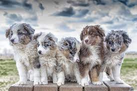 Being Balls Of Cuddly Fluff With Beautiful Blue And Brown Eyes Aussie Dogs Australian Shepherd Dogs Australian Shepherd Puppies