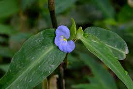 Image result for Commelina latifolia