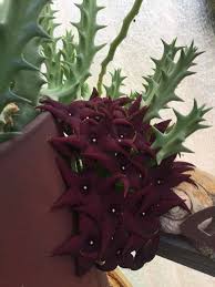 Image result for Orbea melanantha