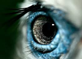 Birds Eye View Photography Easy Birds Eye Cool Eyes Beautiful Eyes Birds Eye