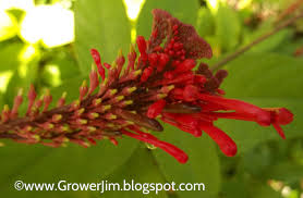 Image result for Odontonema cuspidatum