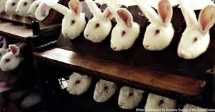 California Bill To End Cosmetic Testing On Animals Passed Unanimously Just Waiting On Governor S Signature Cosmetic Animal Testing Beauty Animals Cruelty Free Cosmetics