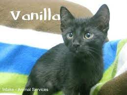 View Cats Hamilton Burlington Spca Cat Hamilton Cat Adoption Cats