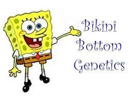 Spongebob is heterozygous for his square shape, but spongesusie is round. Bikini Bottom Genetics Ppt Video Online Download