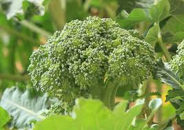 Du kannst brokkoli kochen, bis er weich ist, oder ihn blanchieren, um seine nährstoffe und die. Brokkoli Gartenzauber