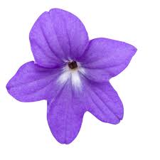 Image result for Browallia americana