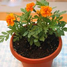 You can start seeds indoors, about 6 to 8 weeks before your last frost date, but it's not really worth it. How To Grow Marigold From Seed In A Pot Plant Talk Nurserylive Wikipedia