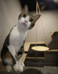 Bursa Nin Luks Odali Kedi Oteli Bayramda Dolu Bursada Bugun Bursa Bursa Haber Bursa Haberi Bursa Haberleri Bursa