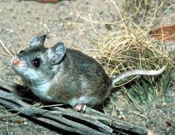 Long Tailed Field Mouse Life Expectancy
