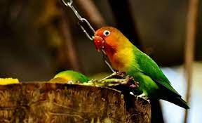 Daftar isi alasan burung peliharaan masuk daftar burung dilindungi harapan selanjutnya dari pembaruan daftar burung dilindungi tidak ada larangan melakukan pemeliharaan burung berkicau, hanya perlu kesadaran bahwa. 7 Jenis Burung Peliharaan Yang Mudah Dipelihara Tokopedia Blog