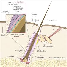 Products with a low ph will cause the cuticle to shrink and harden. Schematic Of The Human Hair Follicle The Hair Follicle Contains Both Download Scientific Diagram