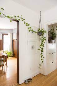 Even you're not an ideal plant grower, and you can plant these vining and climbing houseplants indoors in decorative vases and glasses in water without worrying about maintenance. We Ve Reached Peak Fiddle Leaf Is This The New It Plant Home Decor Home Small Room Decor