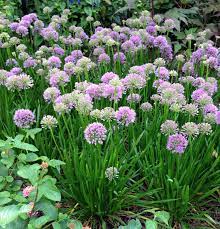 Home And Garden Blog From D Magazine Gardening Blog Flower Garden Orchid Plants