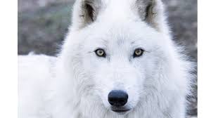 Black And Grey Wolf Pokemon Wild Wild World Wolves Wolf With Blue Eyes Arctic Wolf Wolf Eyes