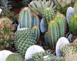 Los cactus y las plantas crasas tienen muchos usos en la medicina y se siguen empleando como remedios caseros para diversos tipos de afecciones. Cuidado De Los Cactus Botanical Online