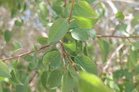 Image result for Spirostachys africana