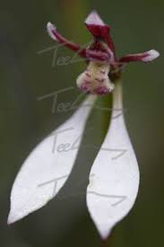 Image result for Macledium sessiliflorum