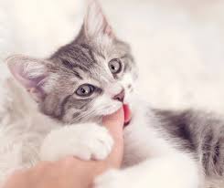 Image result for Cat Bite